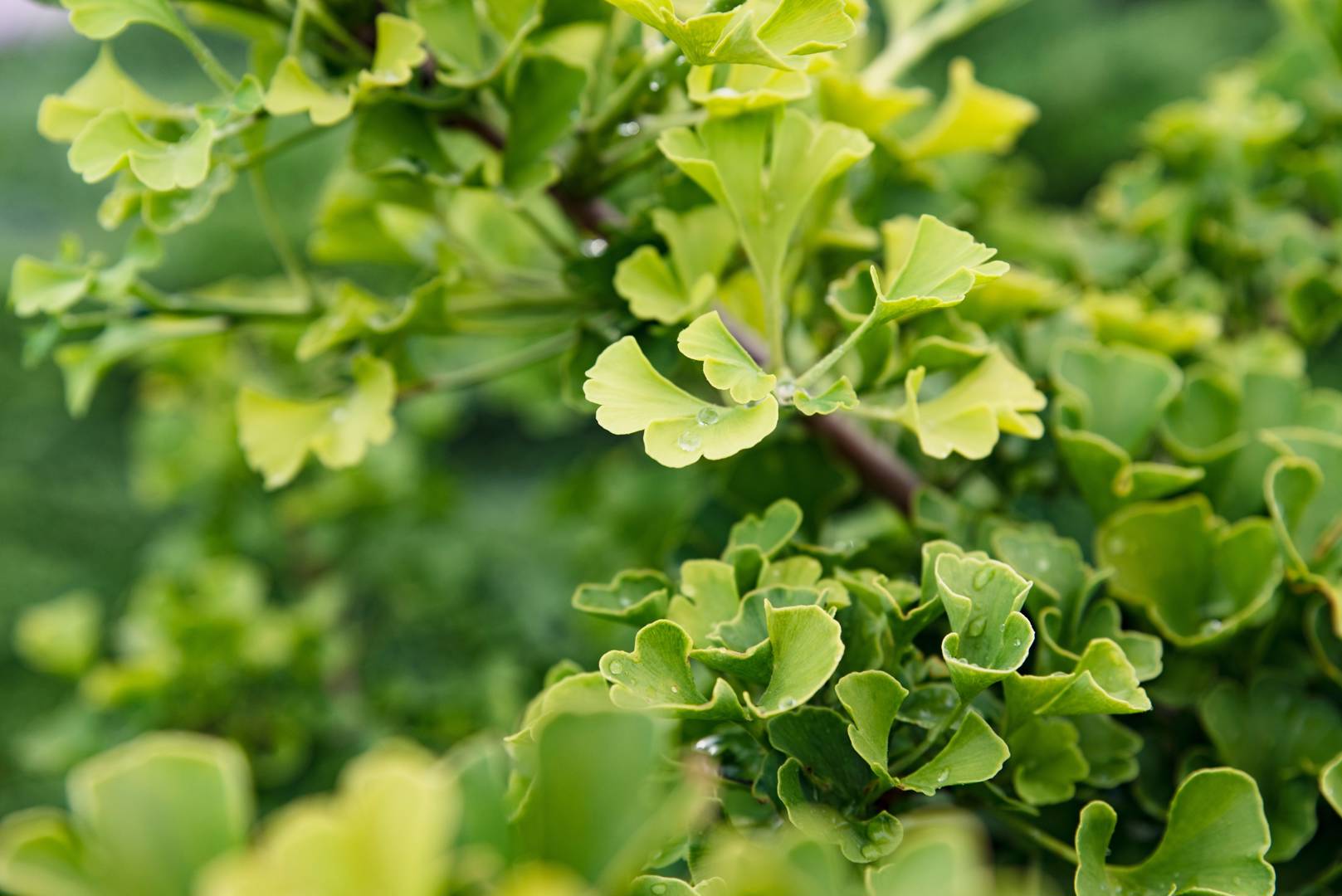 Ginkgo 