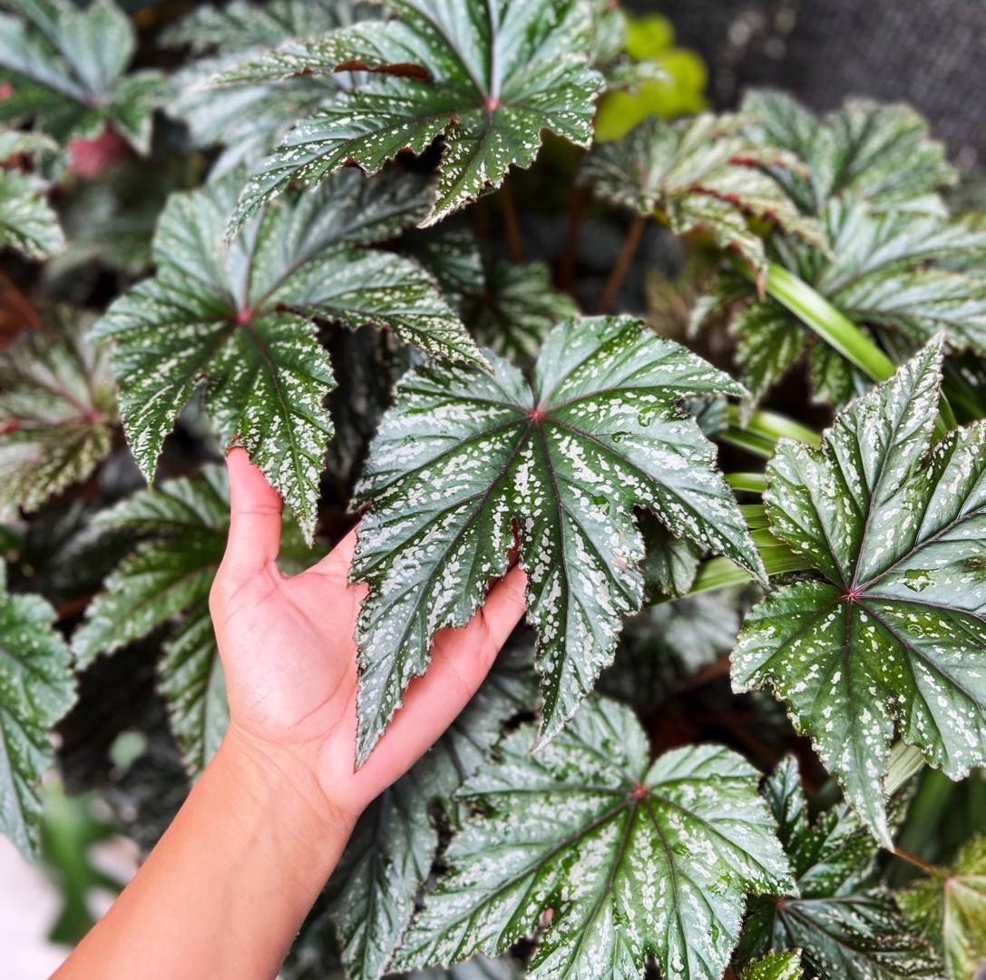 Oh!Garden - Begonia Gryphon