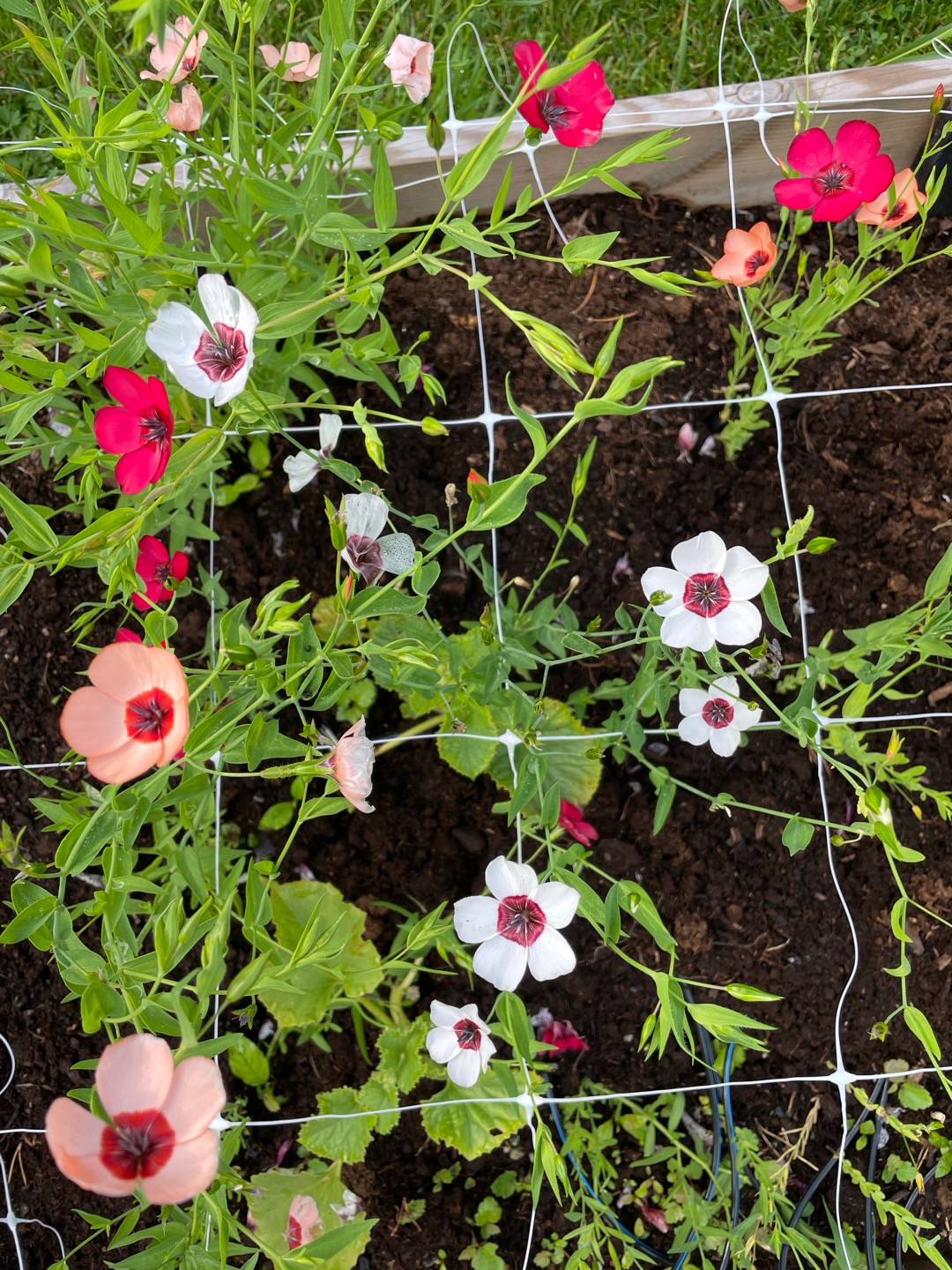 Blomsterlin Charmer Mixed