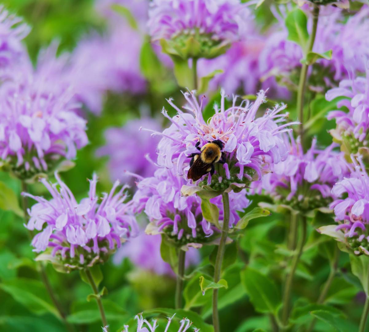 Lila Temynta Bergamot wild