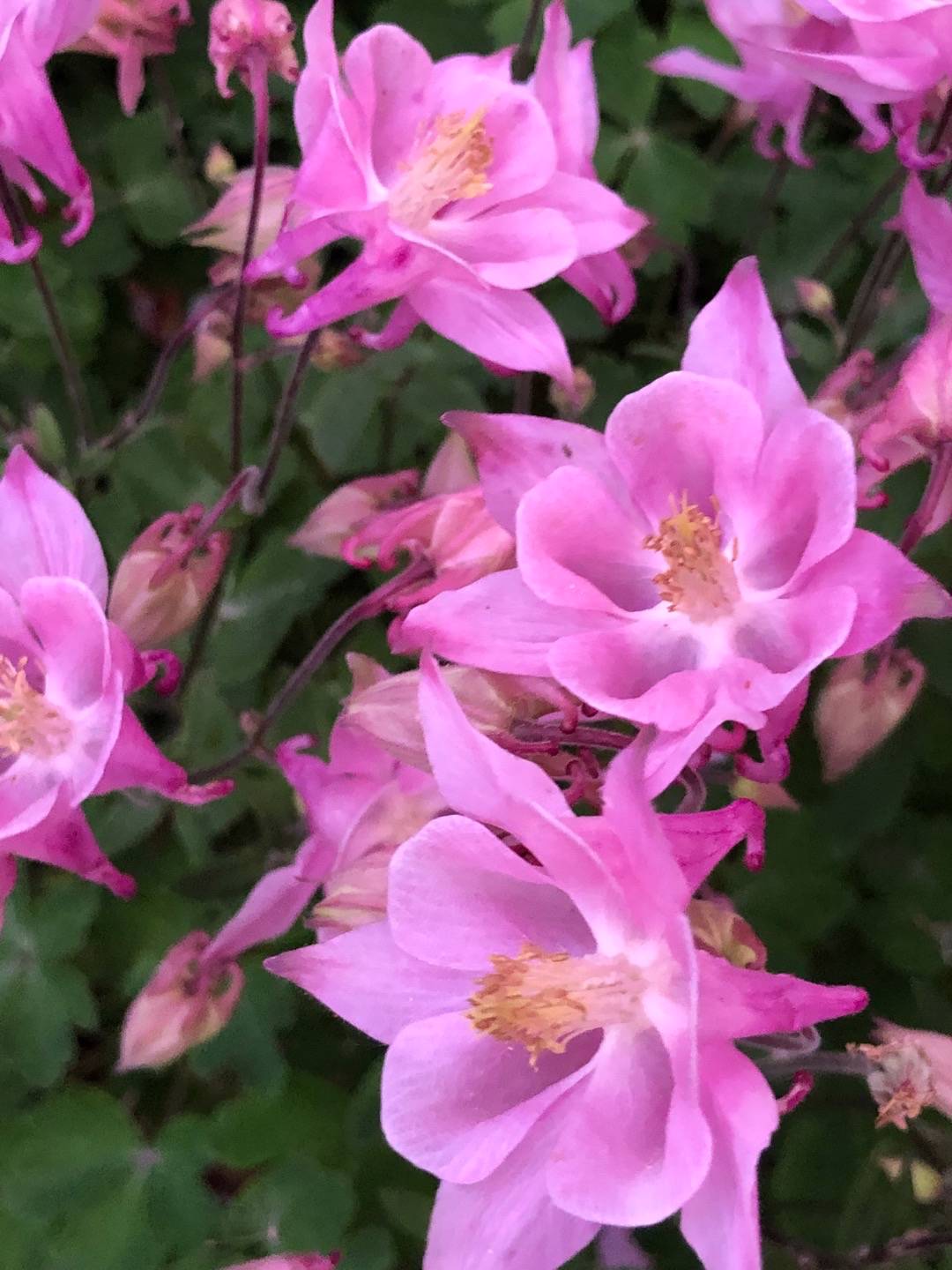 Rensättra trädgård