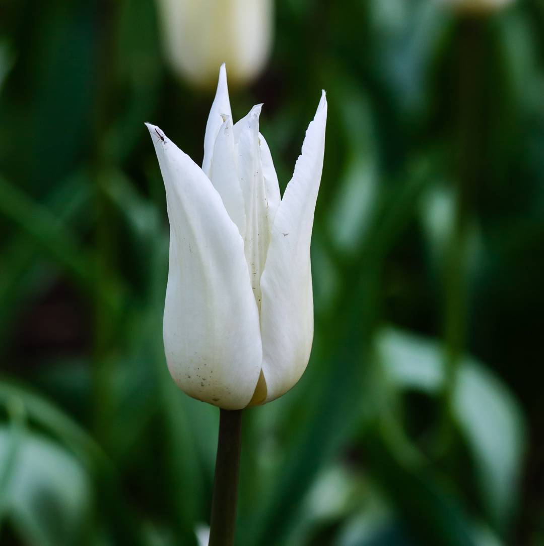Tulpan White Triumphator
