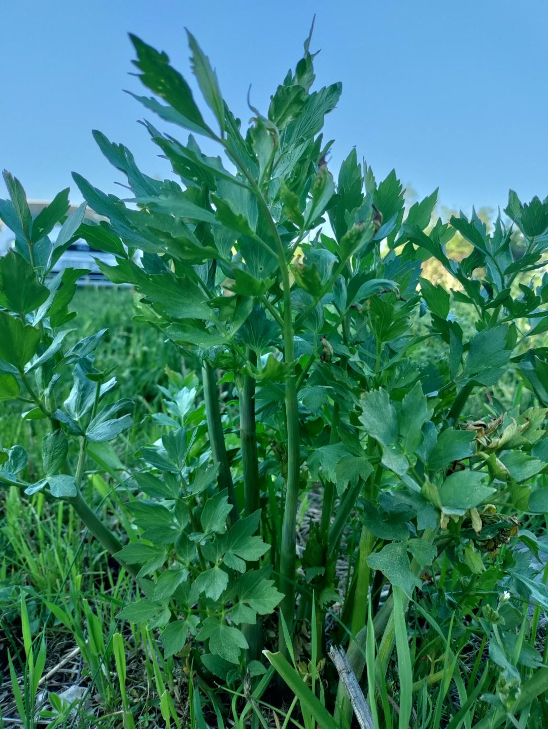 Hanna odlar för framtiden