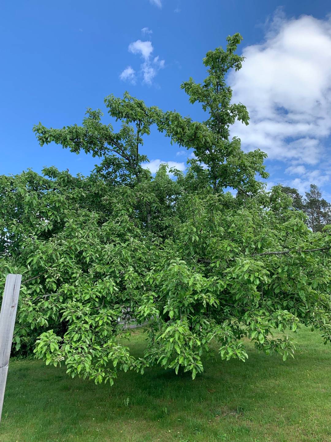 gardensagarden