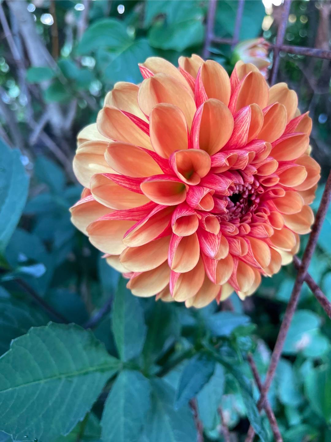 Alexträdgård