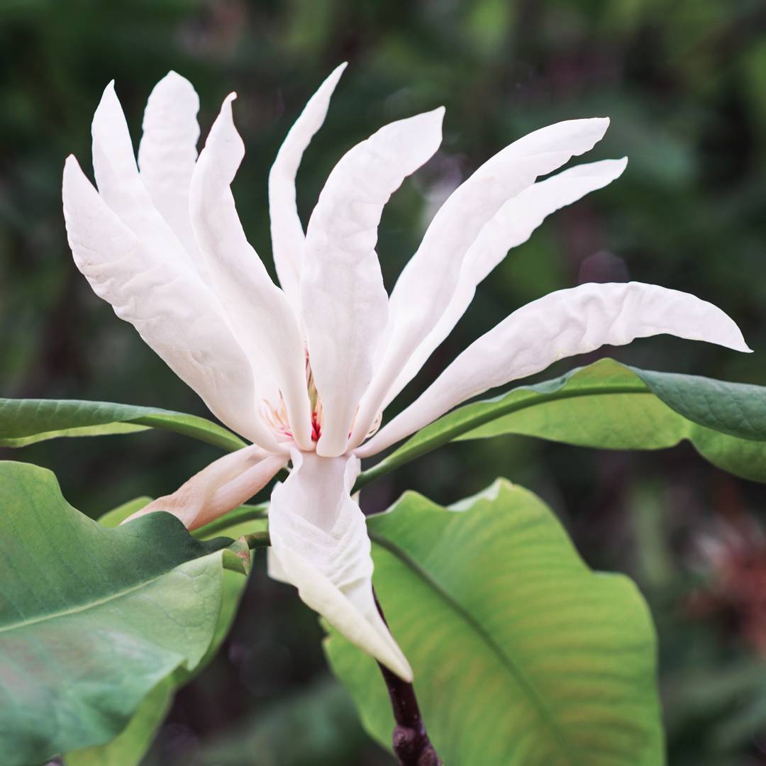 Paraplymagnolia 