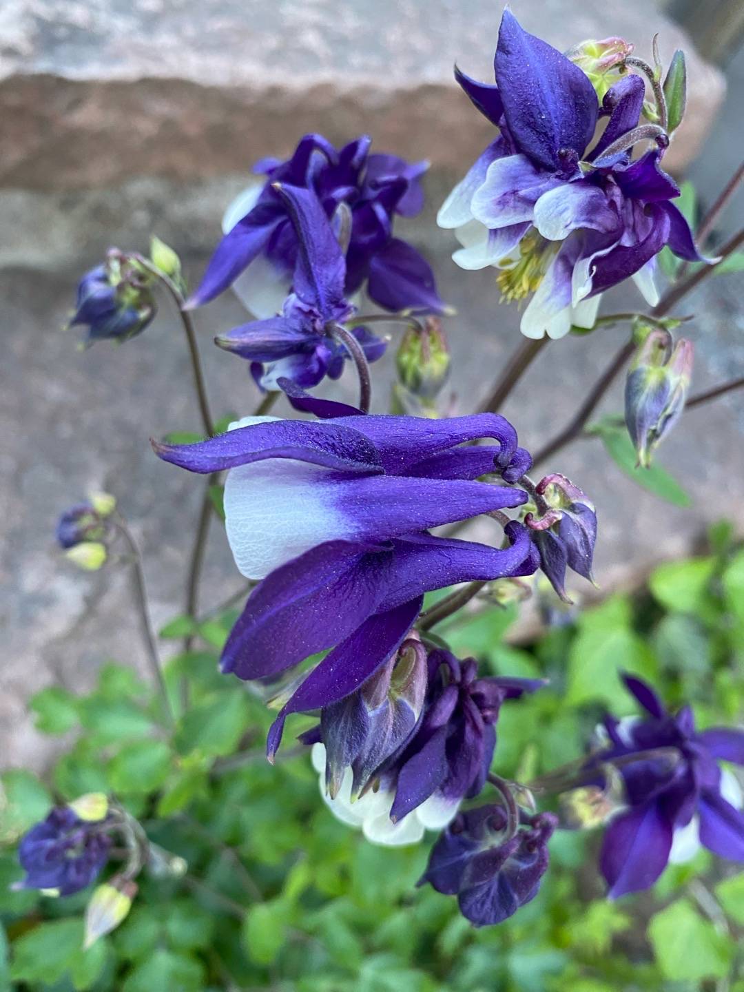 Petra på Blomstervägen