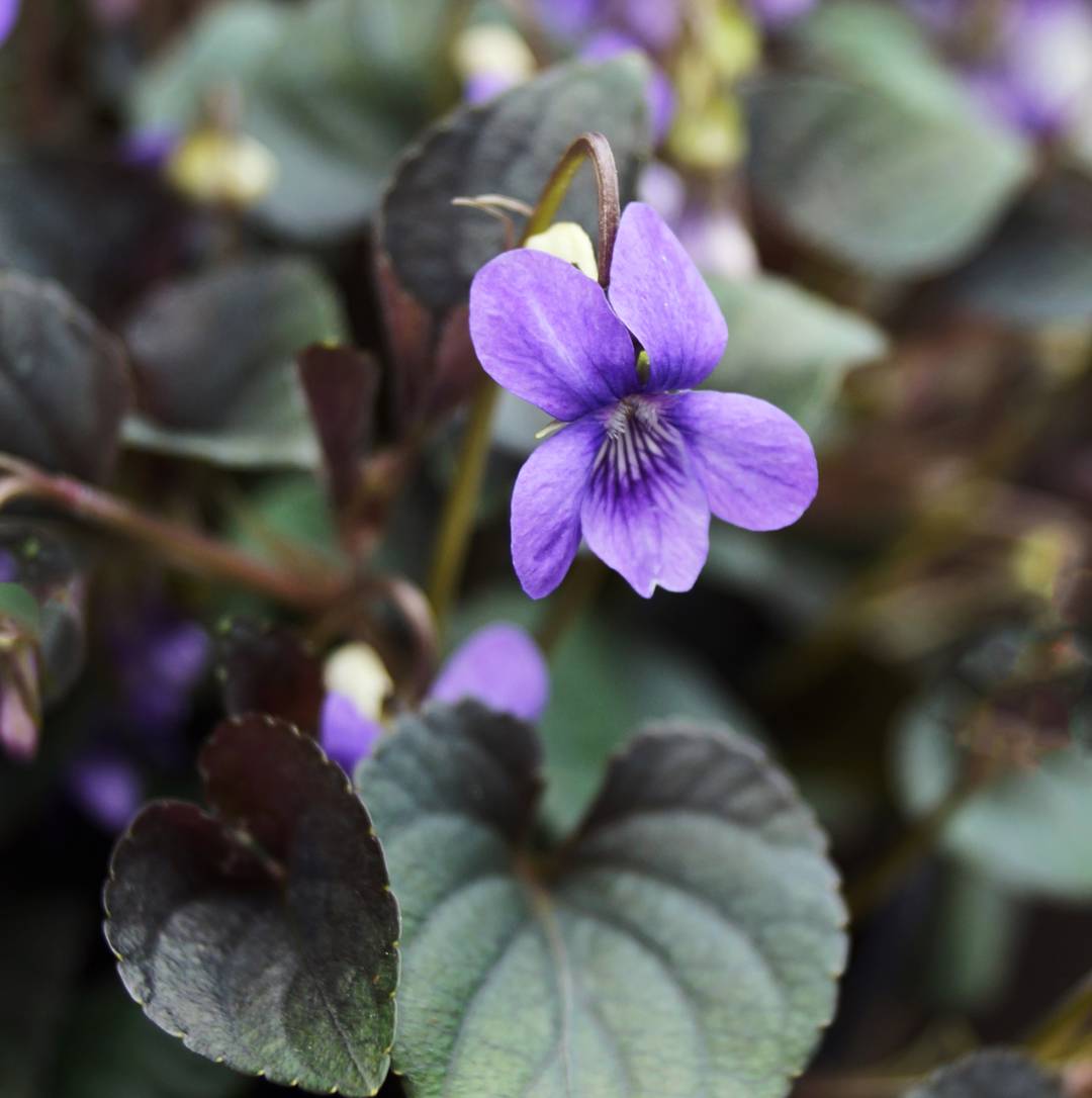 Skogsviol 