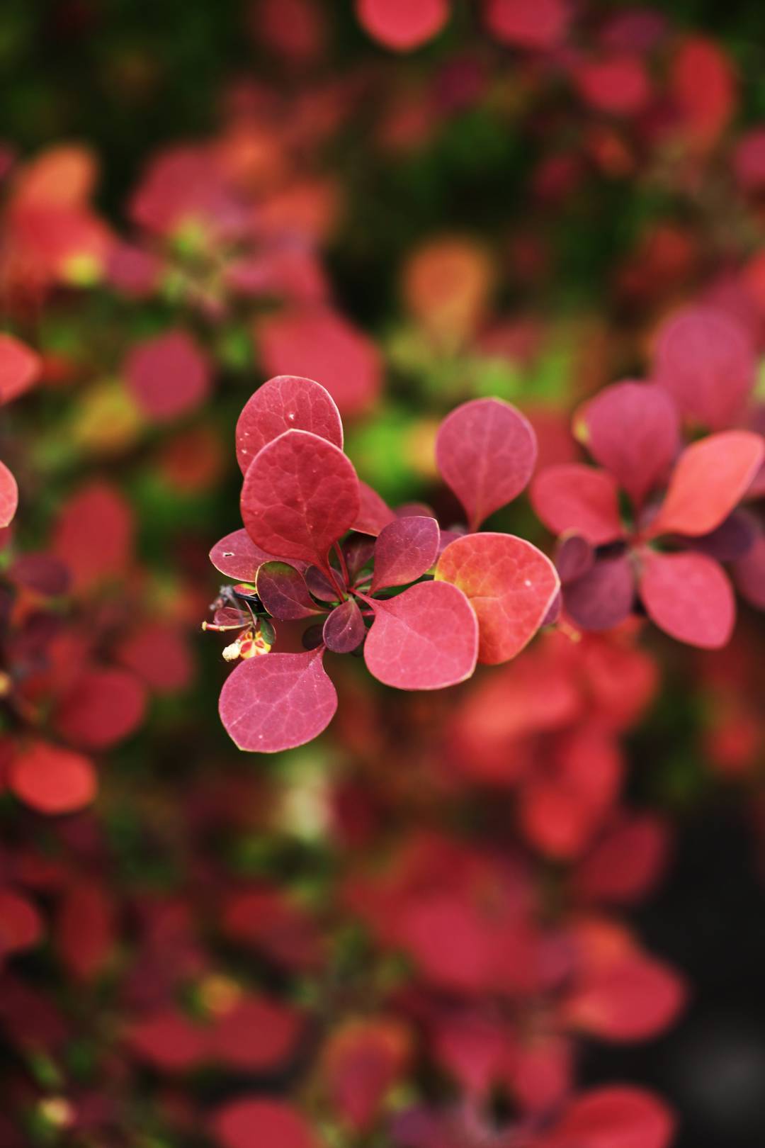 Häckberberis 