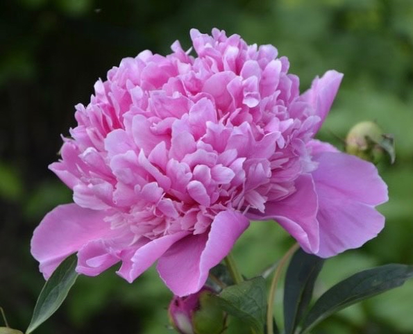 Luktpion Amabilis