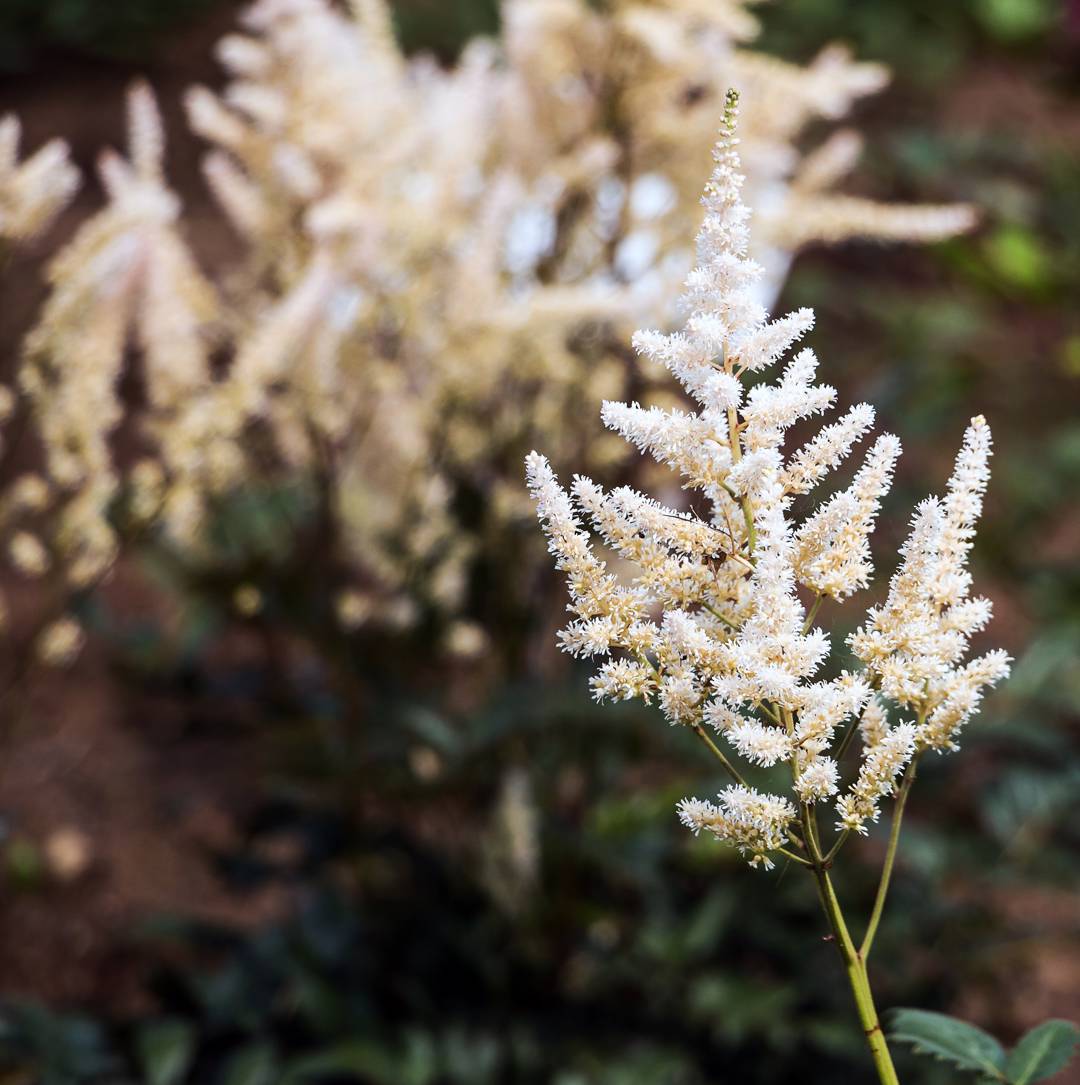 Astilbe Irrlicht