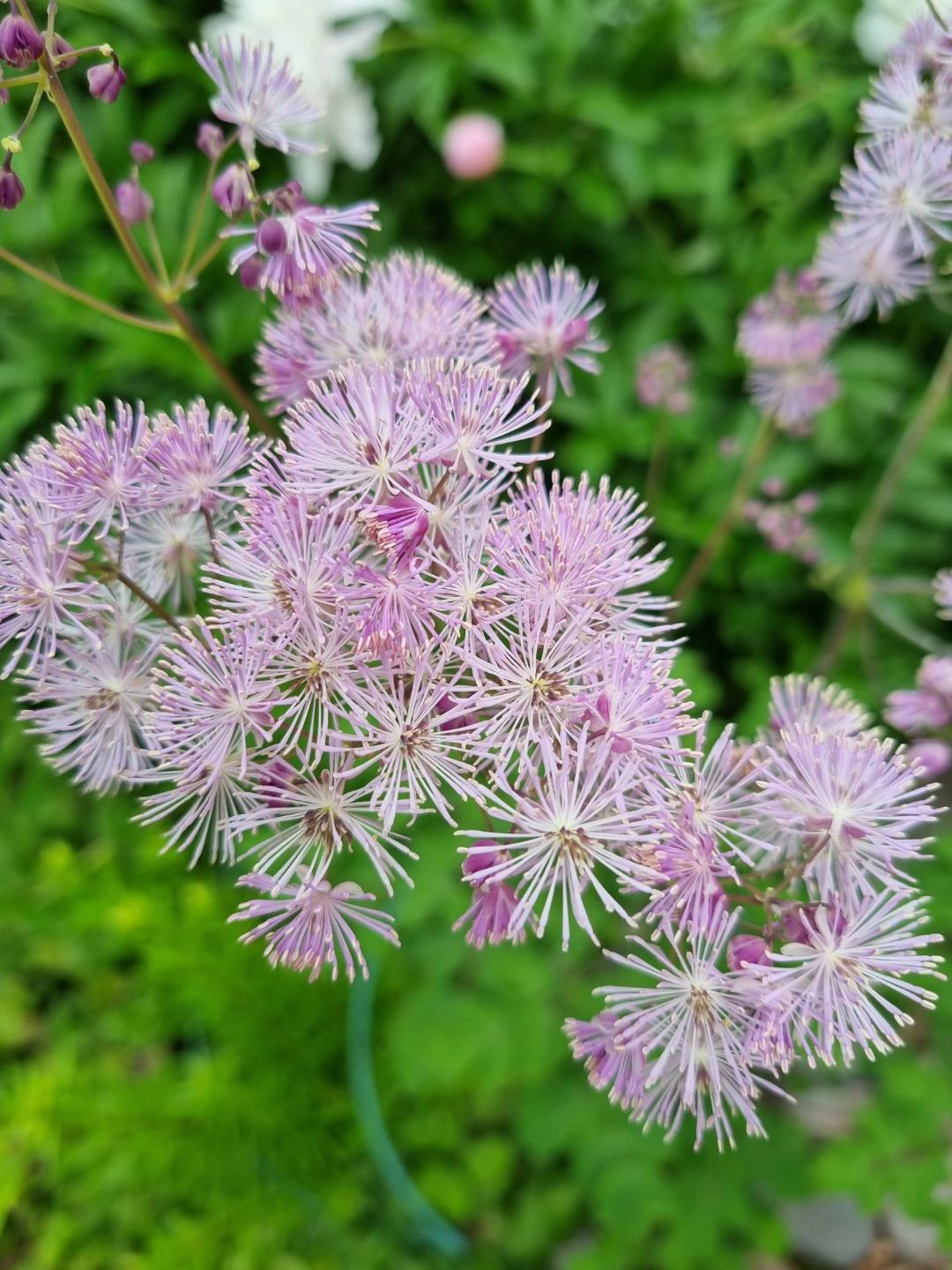 Aklejruta Atropurpureum