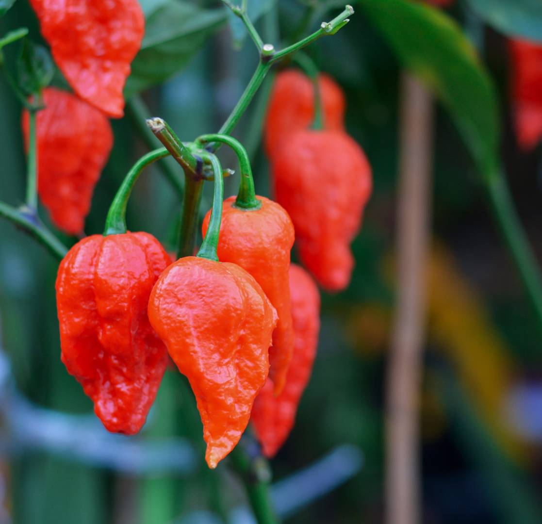 Chilipeppar Bhut Jolokia