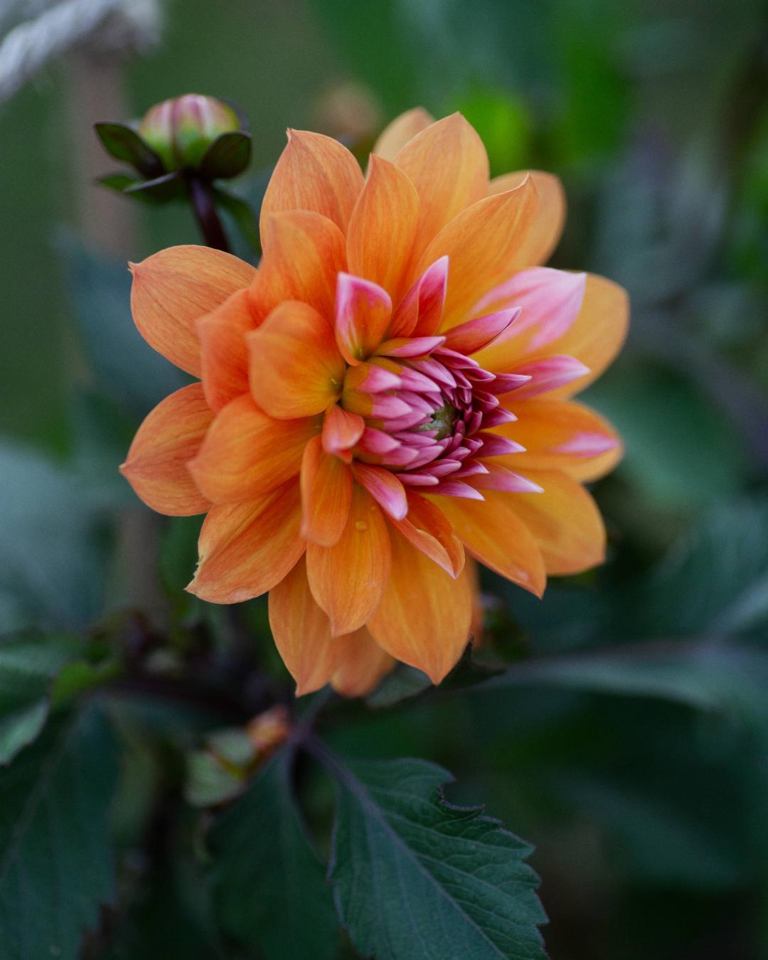 Dahlia Peaches and Vanilla