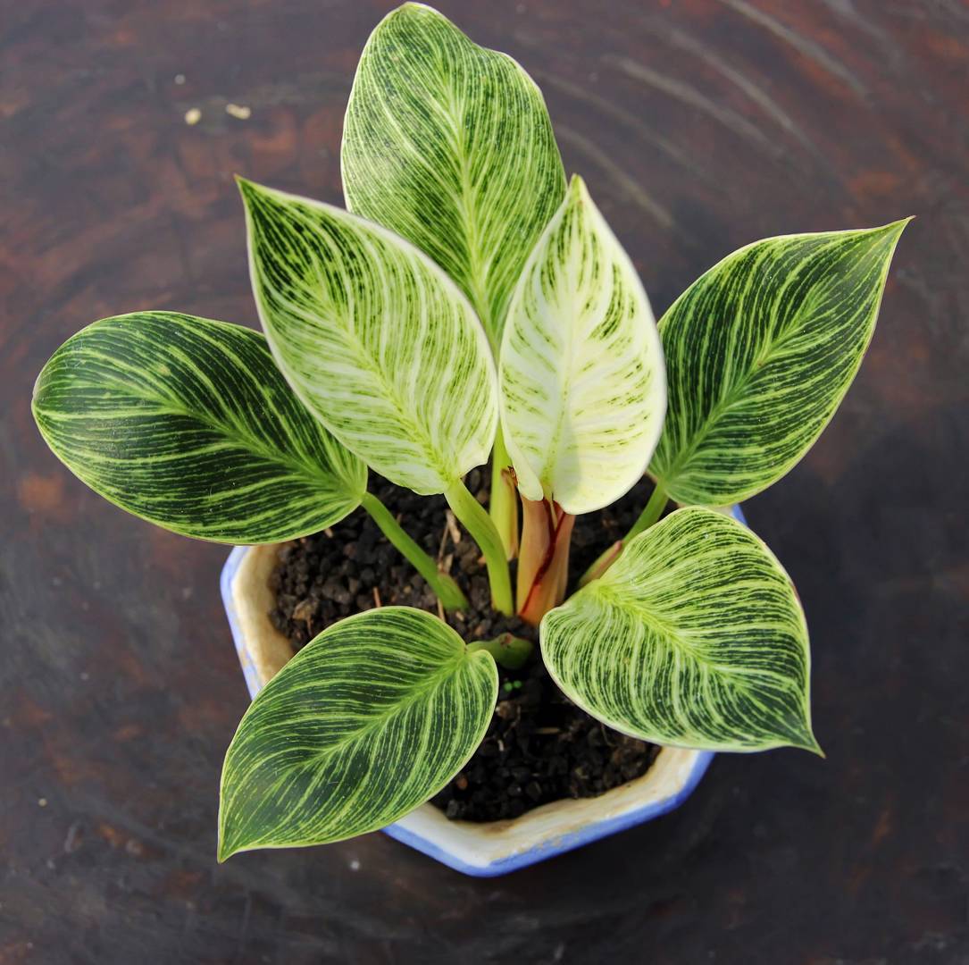 Philodendron White Measure
