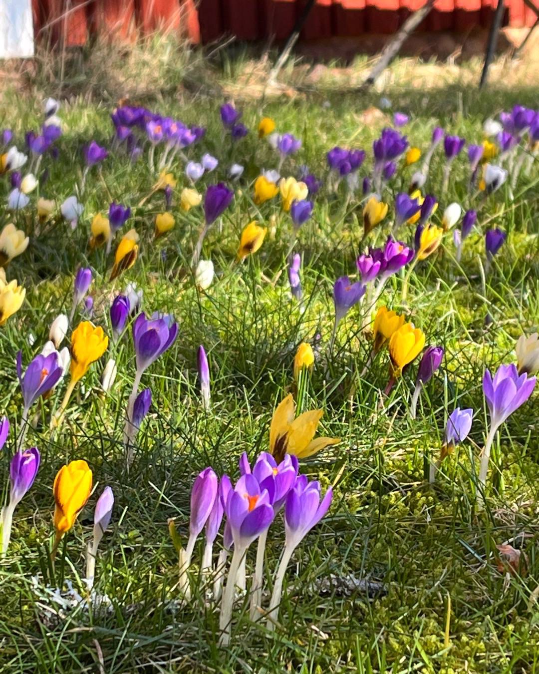 Krokus Botanisk Mix