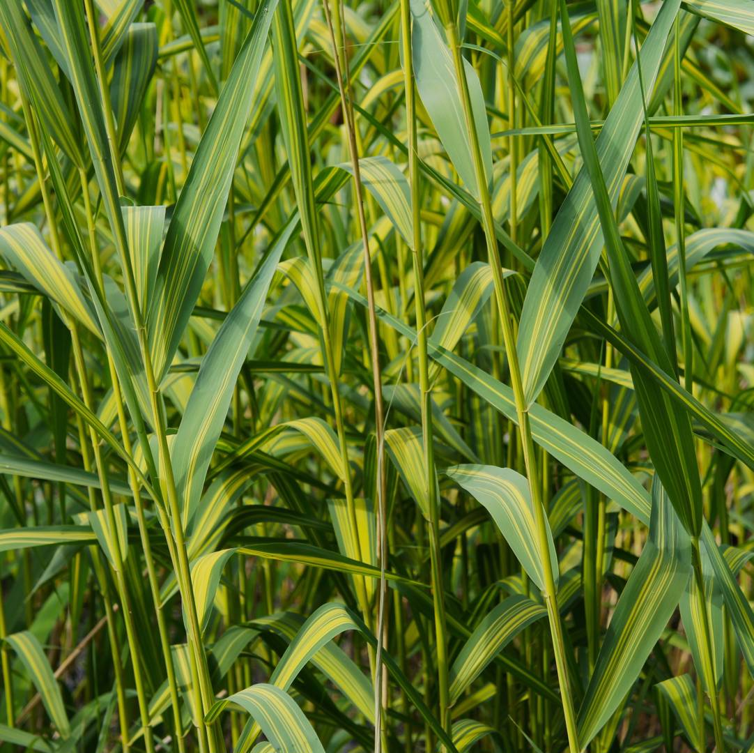 Gulbrokig Vass Variegata
