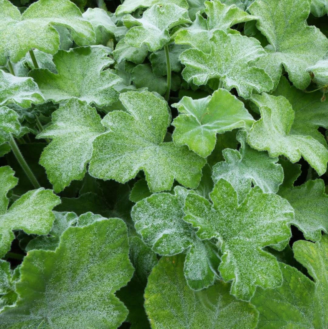 Vildpelargon Tomentosum