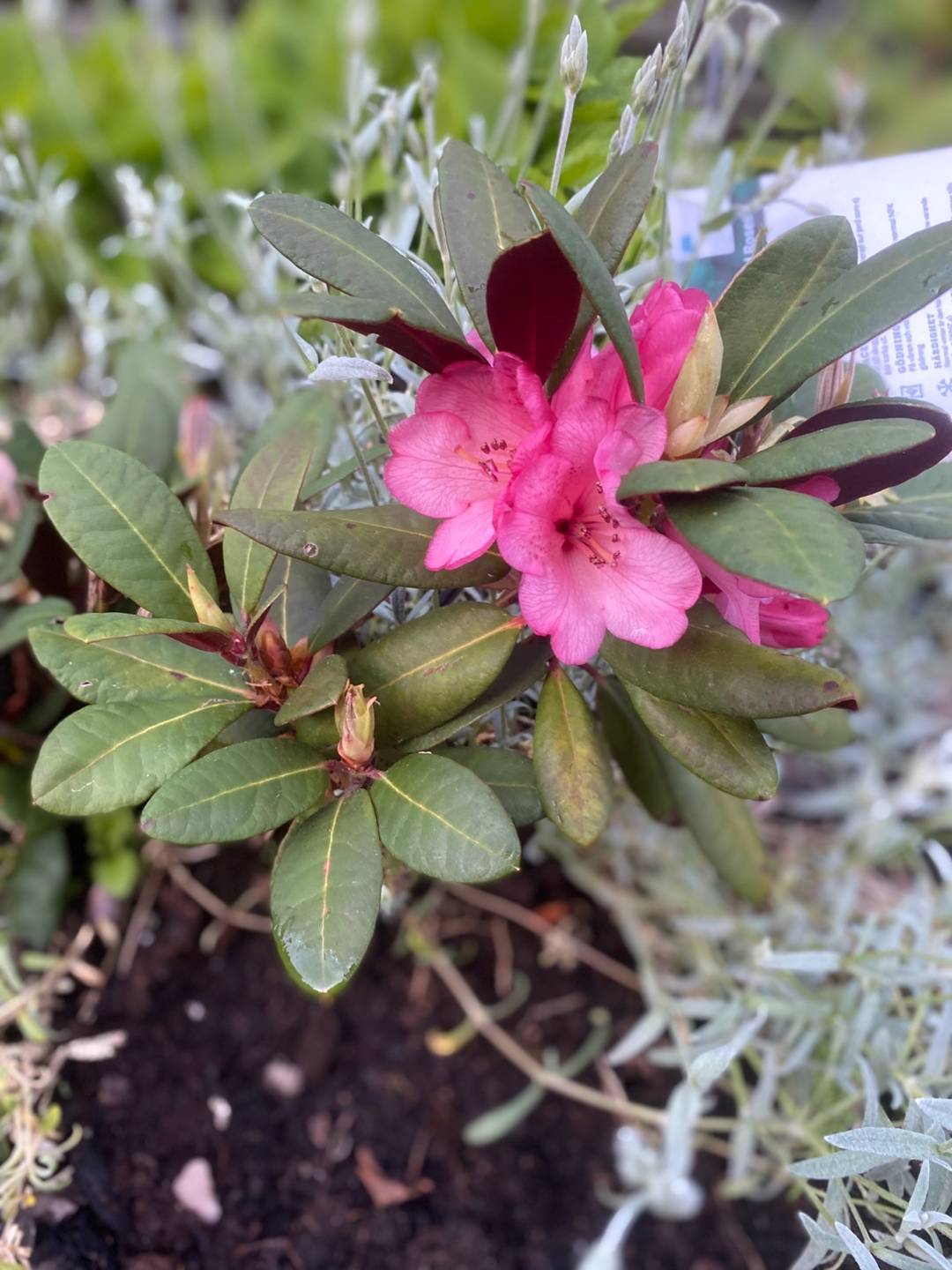 Rhododendron Wine and Roses