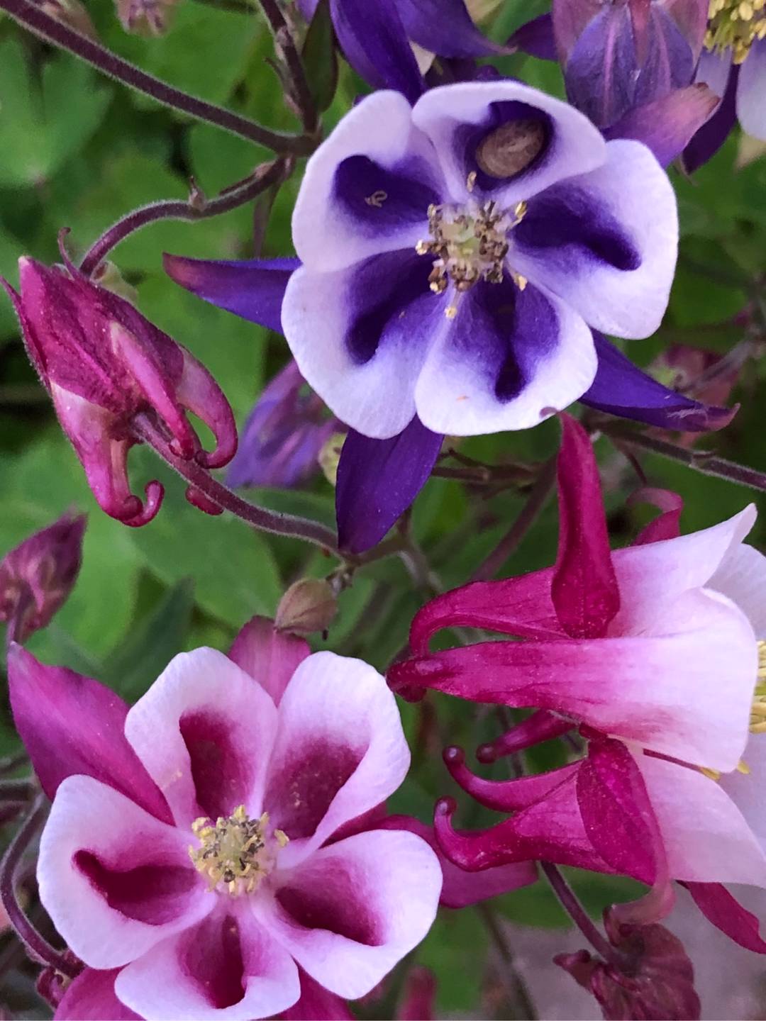 Rensättra trädgård