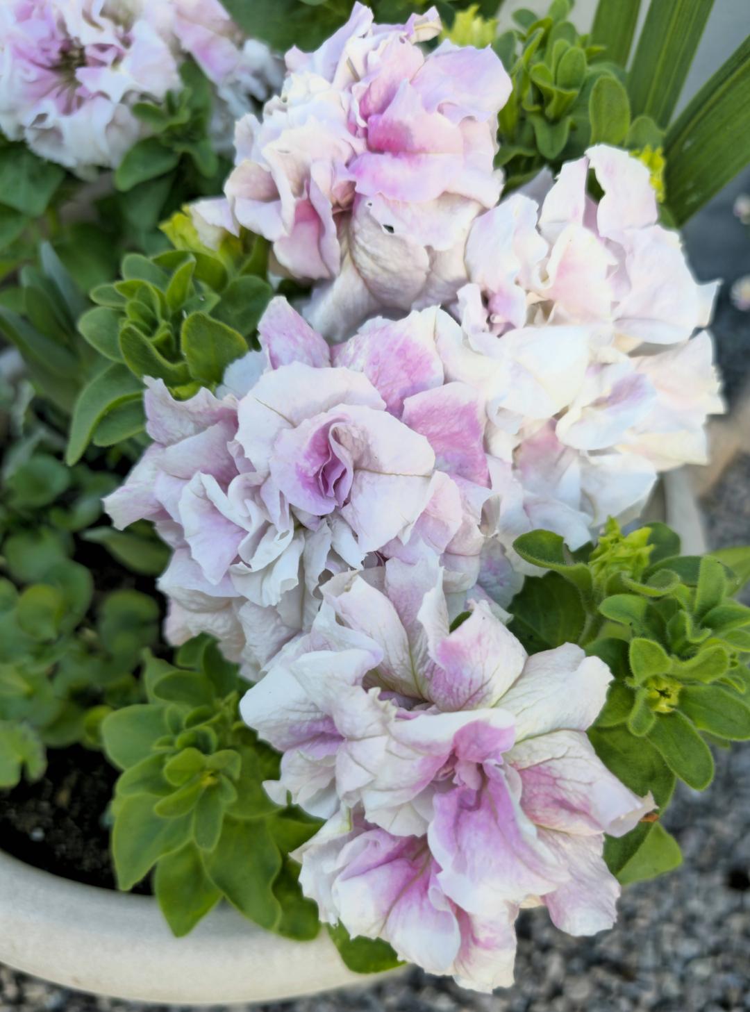 7sortersblomster