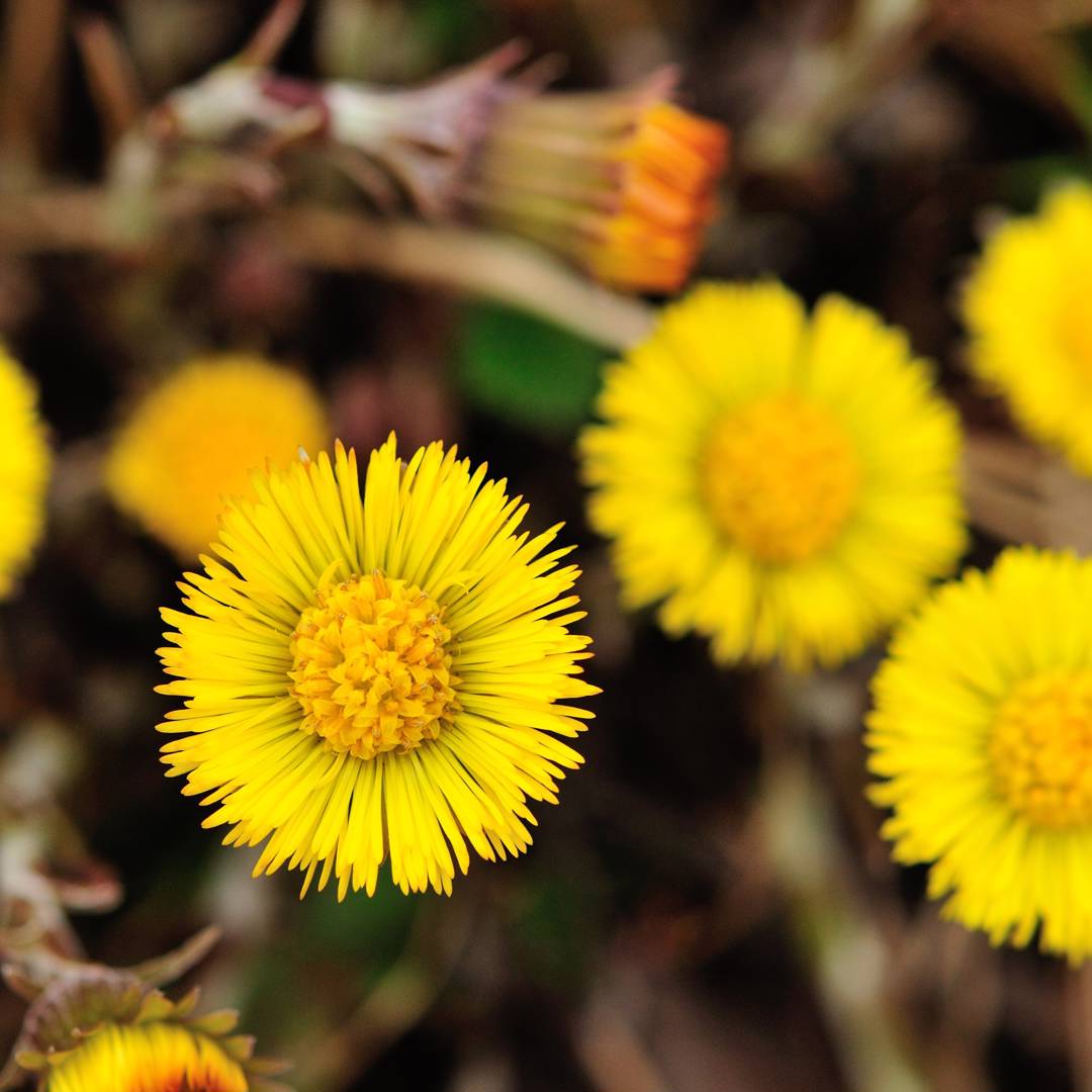 Tussilago 