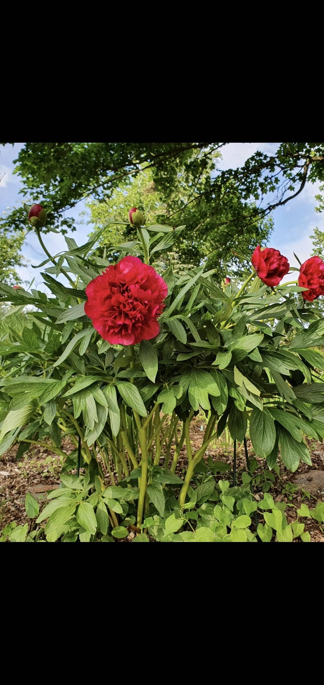 Norrgårdensblommor