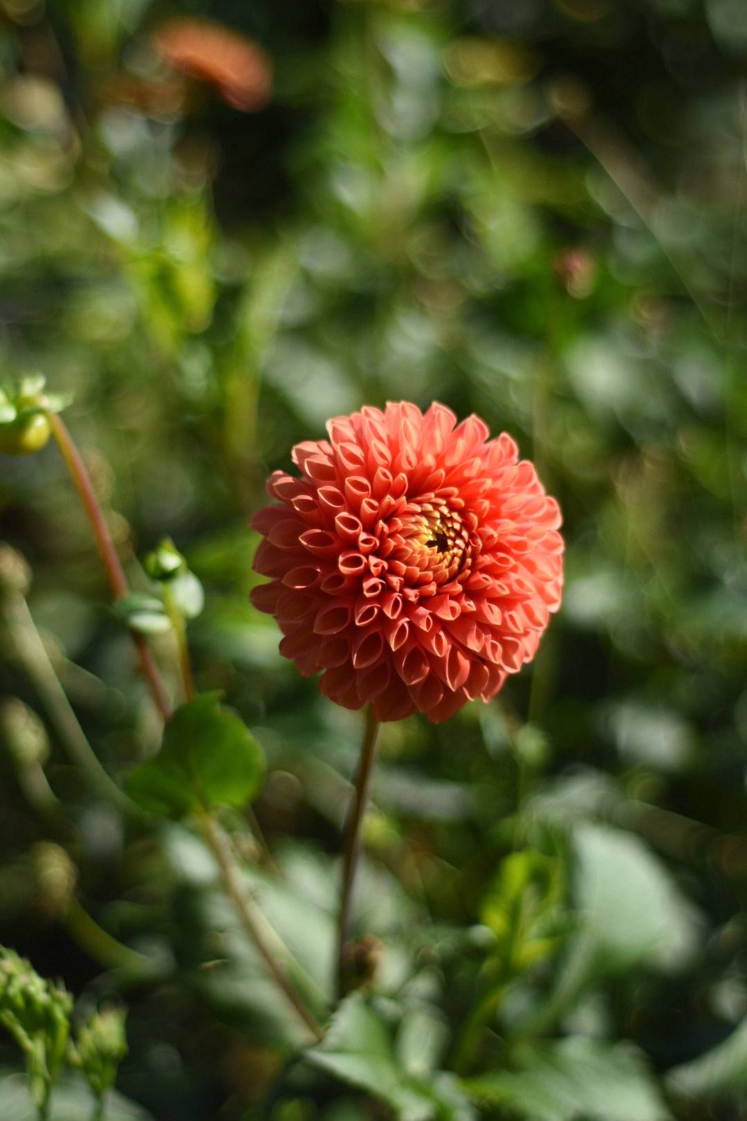Dahlia Jowey Linda