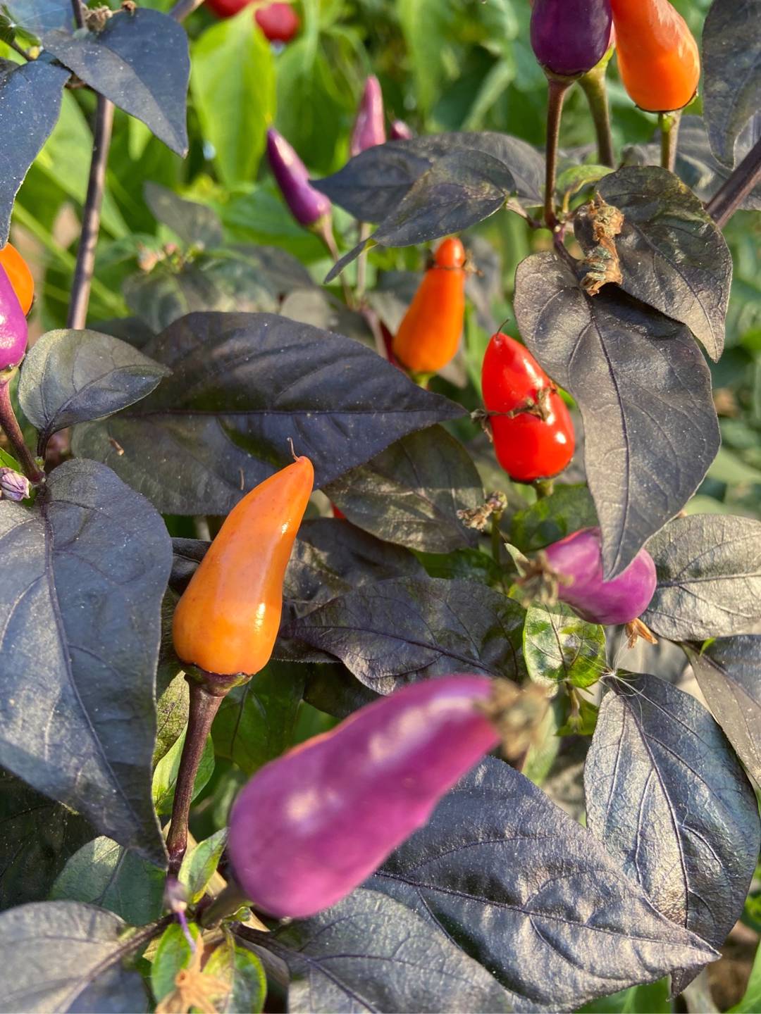 Chilipeppar Blue Christmas