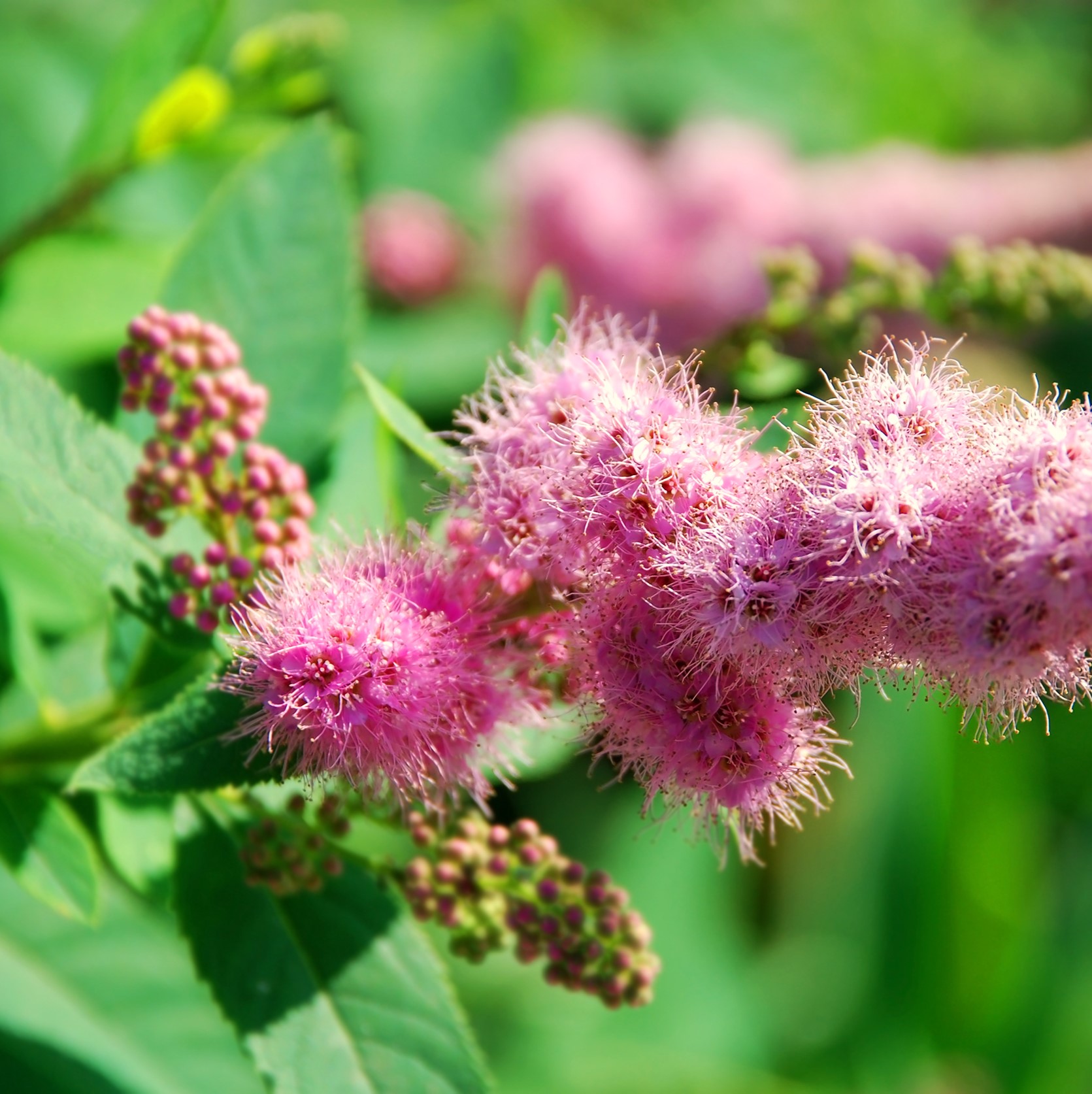 Douglasspirea 