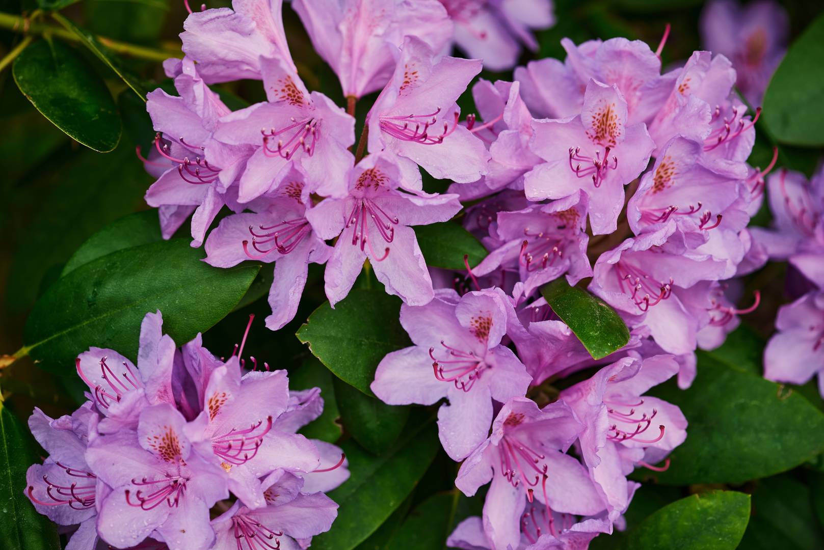 Parkrododendron 