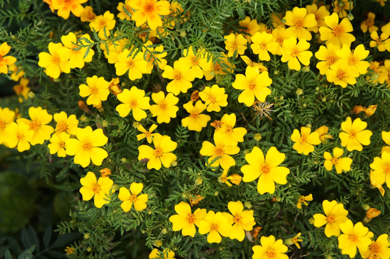 Liten tagetes 