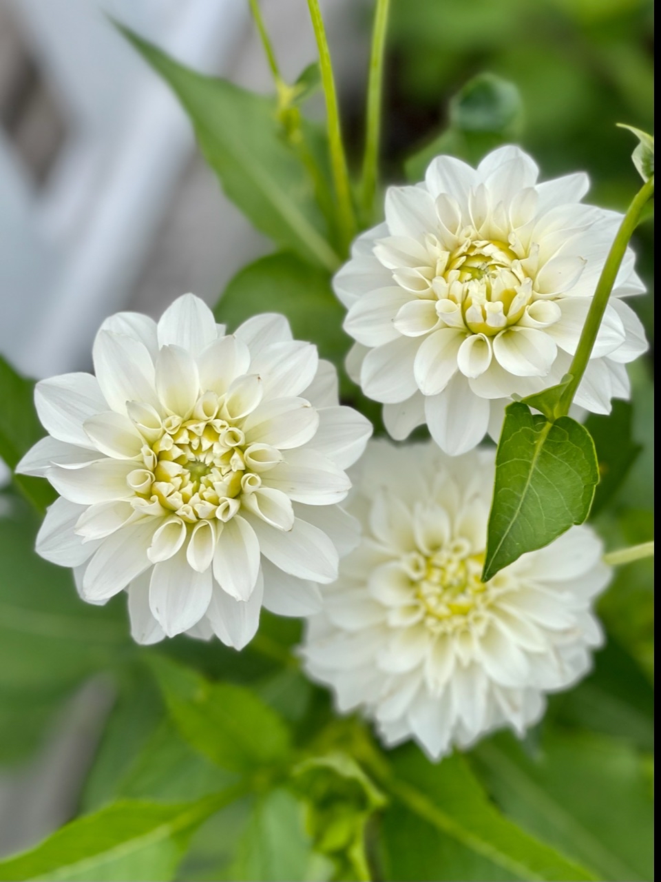 Dahlia Eternal Snow