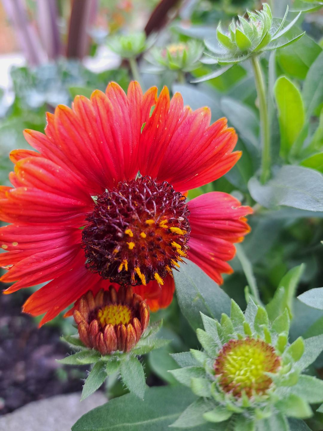 Kokardblomster Spintop Red