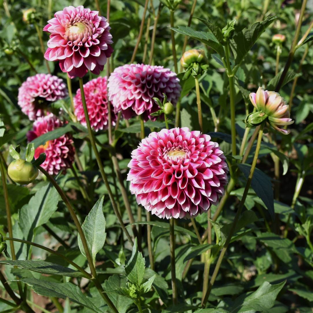Dahlia Little William