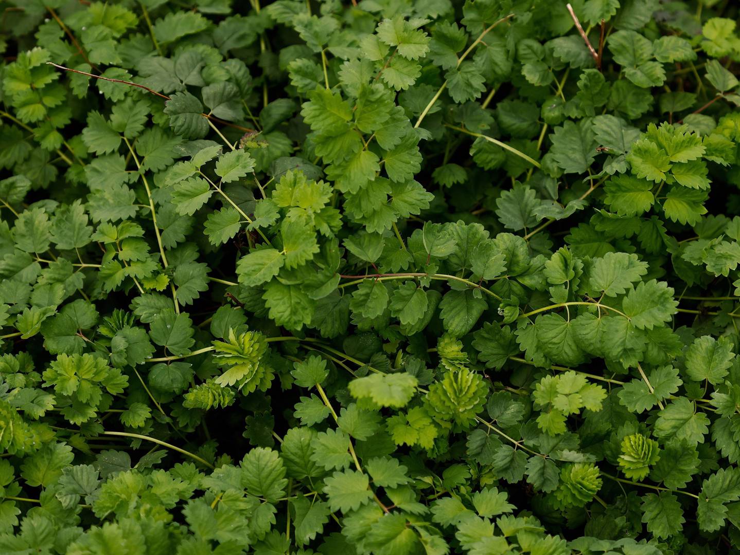 Pimpinell Salad burnet