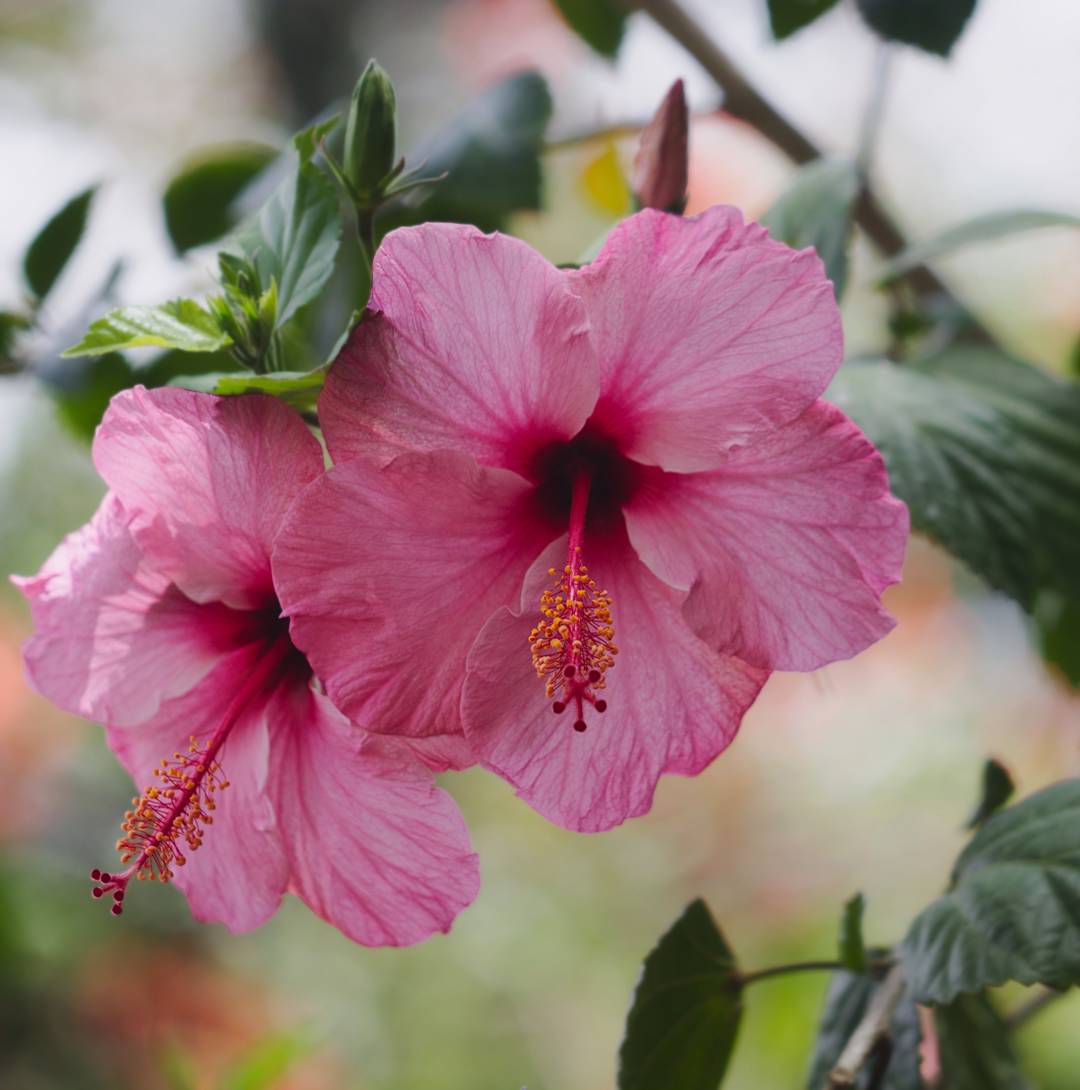Hibiskus 