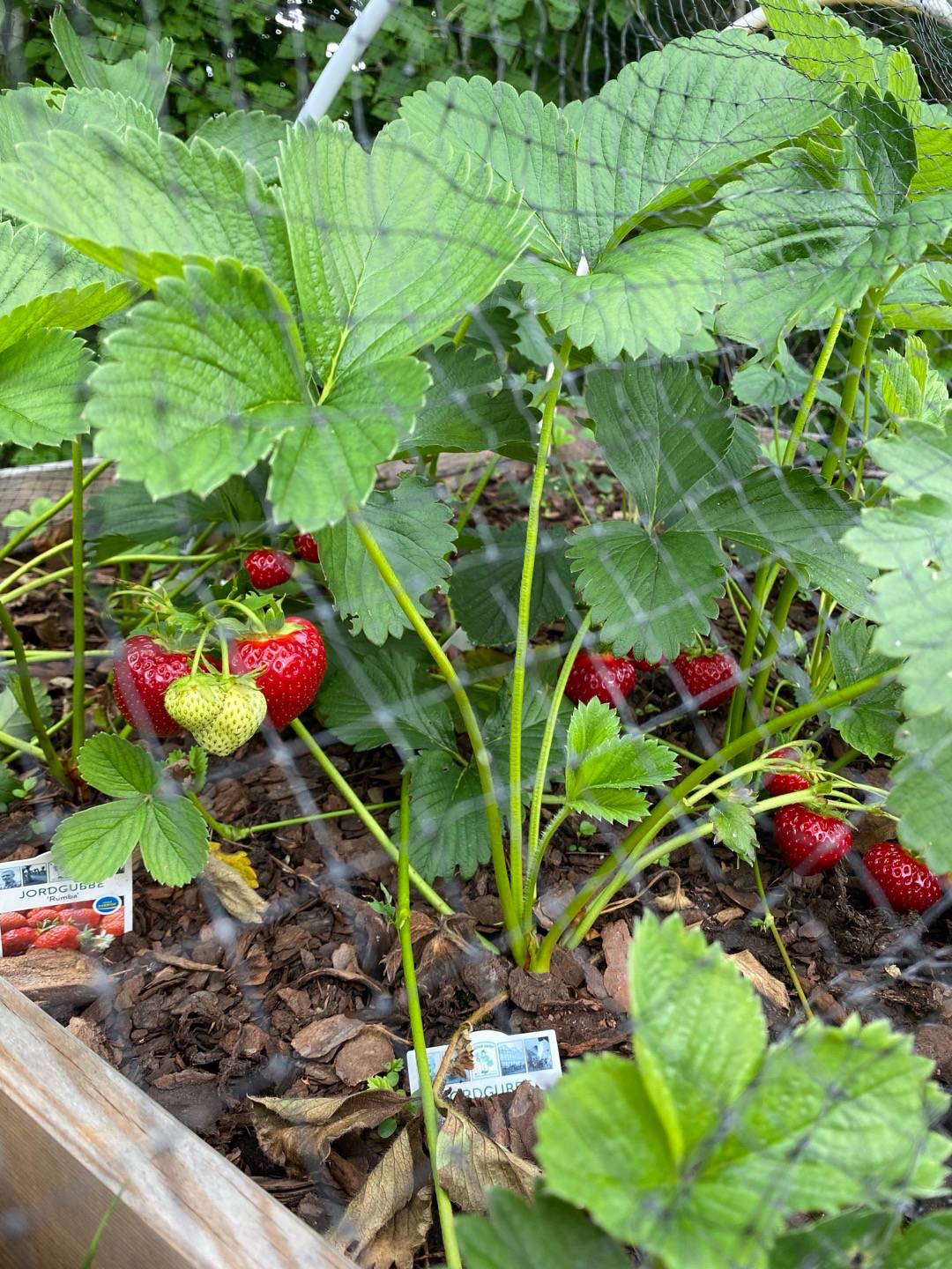 Sjöhagens trädgård