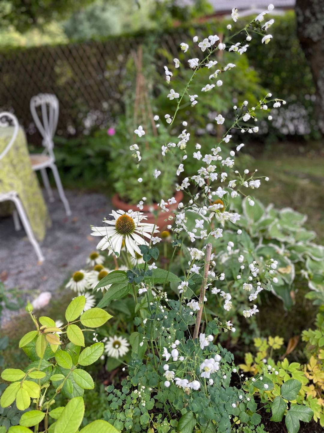 Violruta Splendide White