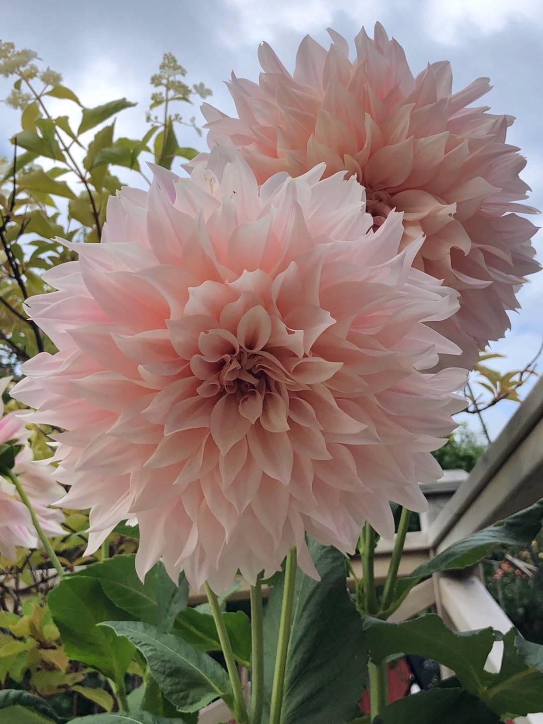 Rensättra trädgård