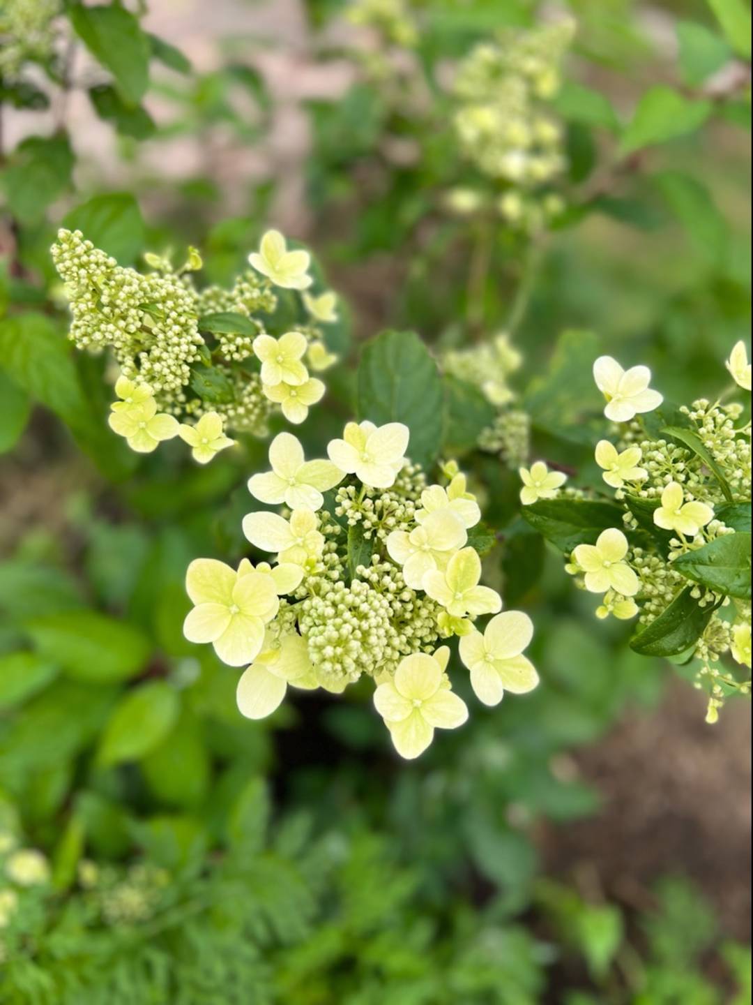 Syrenhortensia Mustila