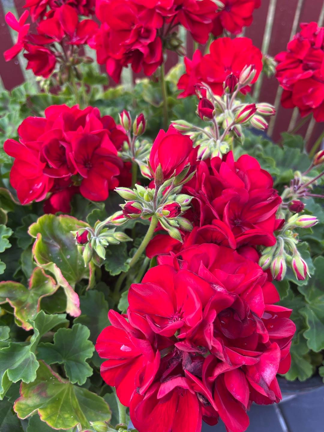Kärlekspelargon Calliope Dark Red
