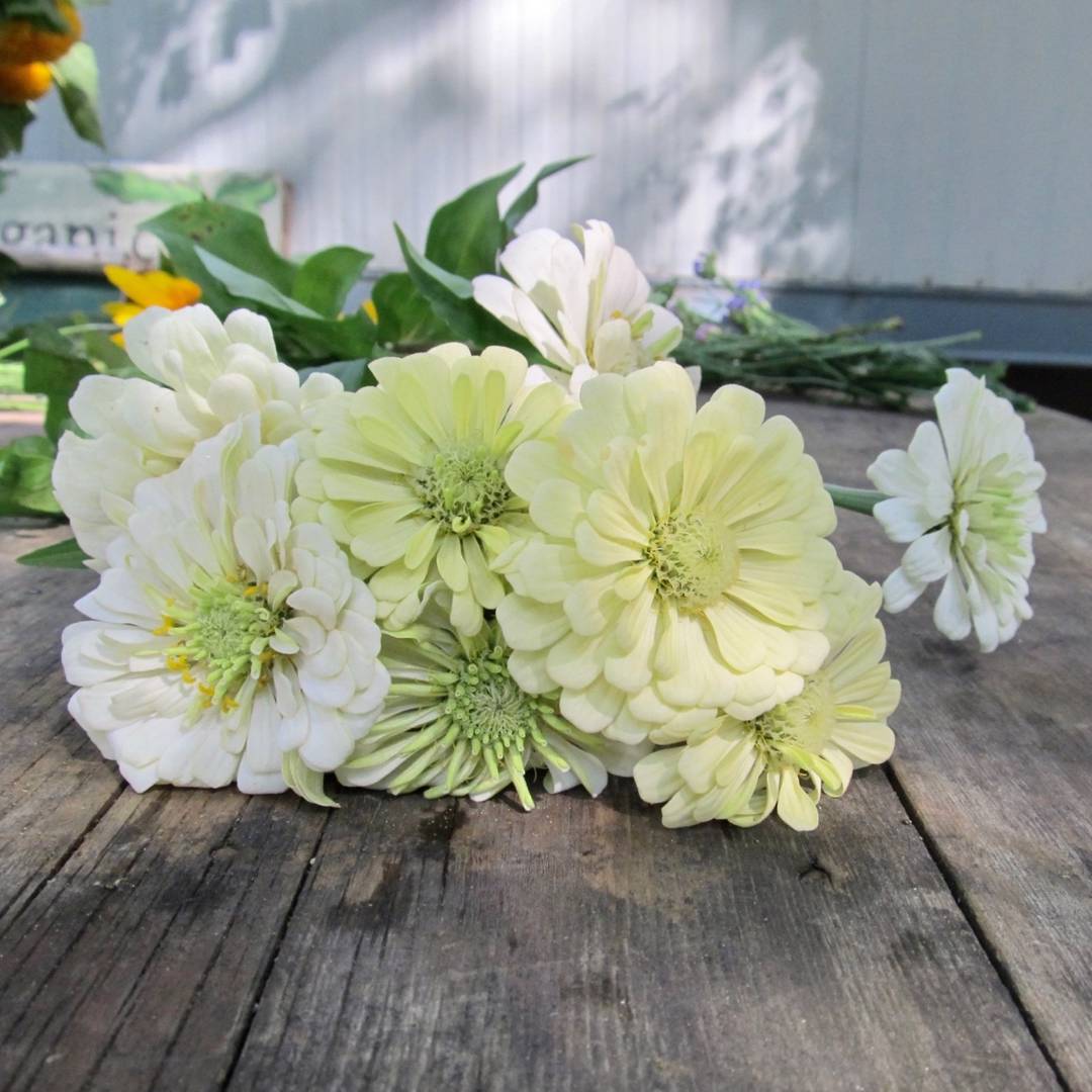 Zinnia Polar Bear