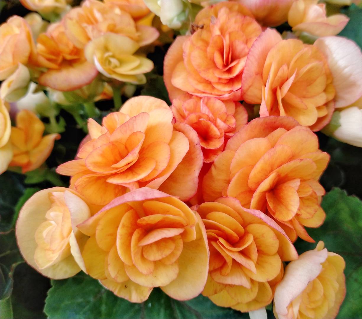 Höstbegonia 