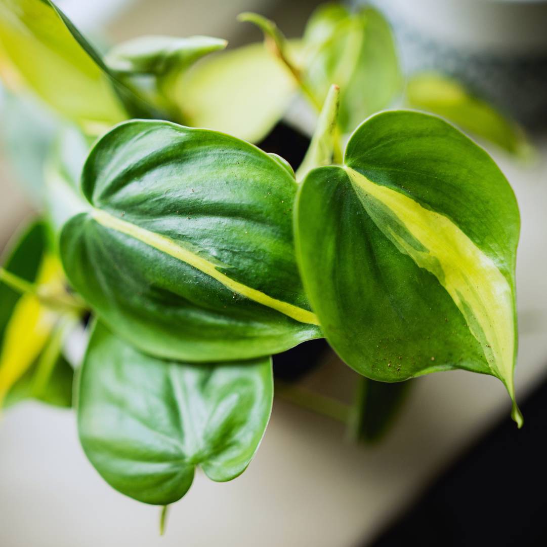Philodendron Brasil