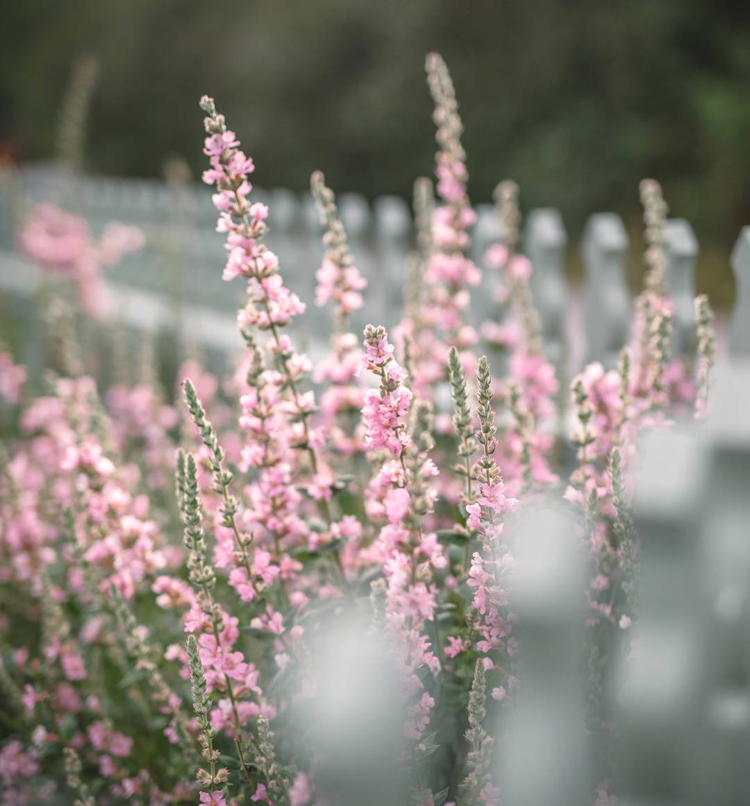 Fackelblomster Blush