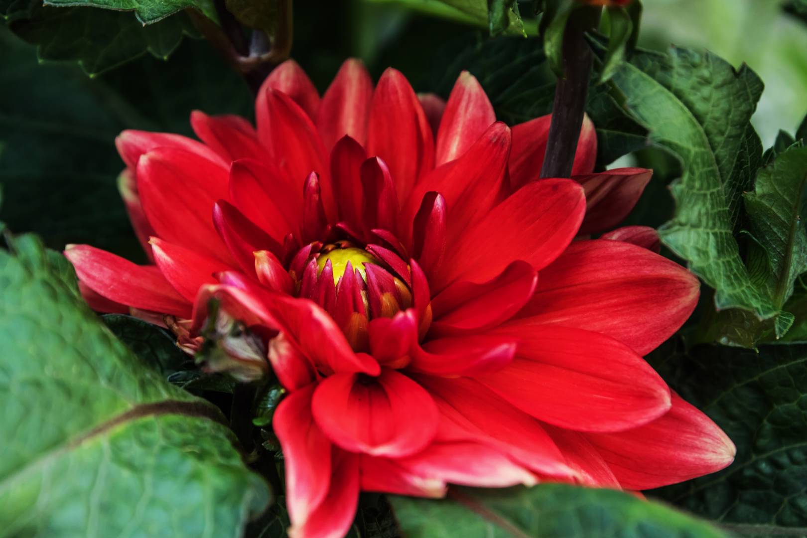 Dahlia Red Runner