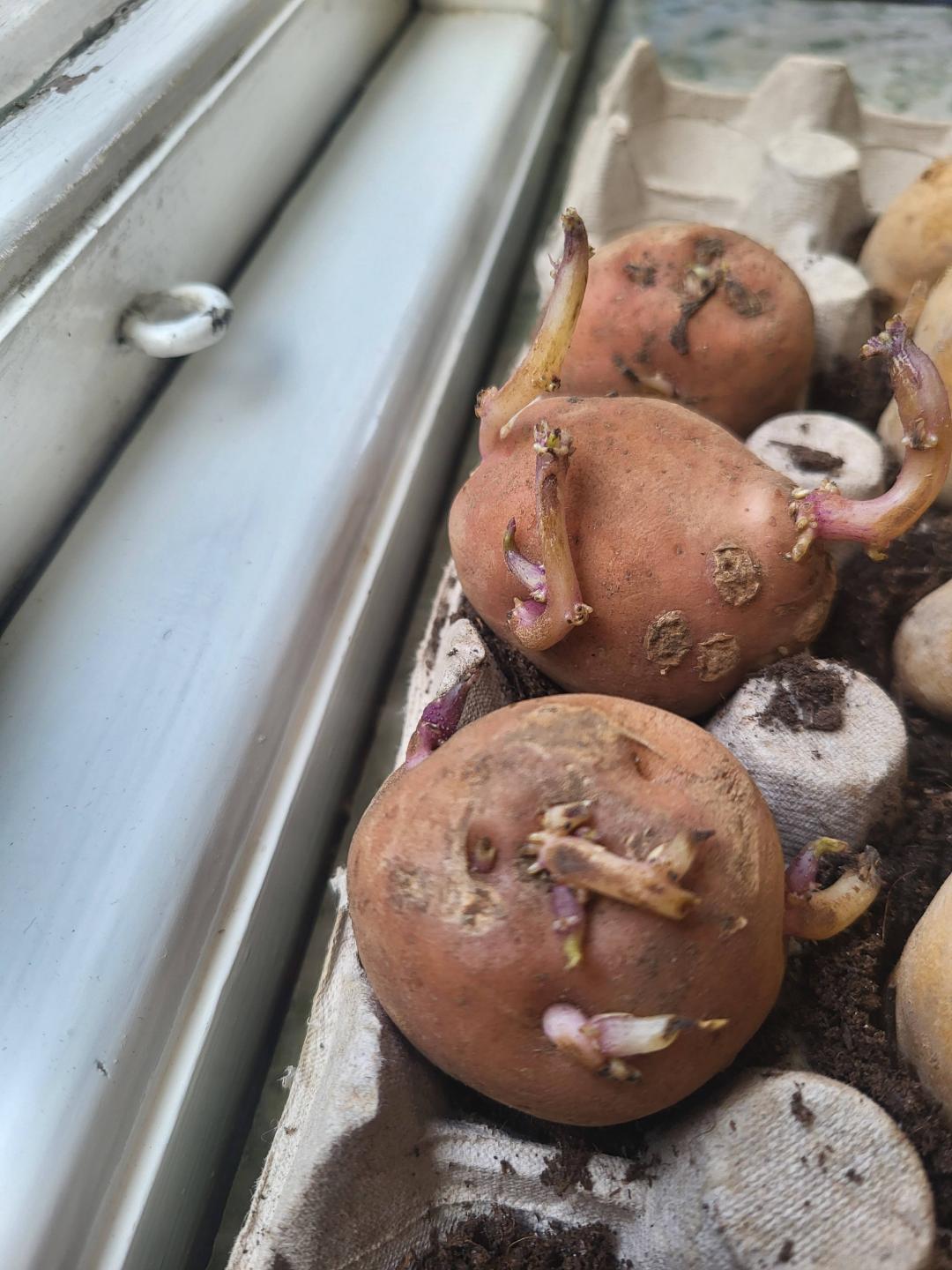 Potatis Gammal Svensk Röd