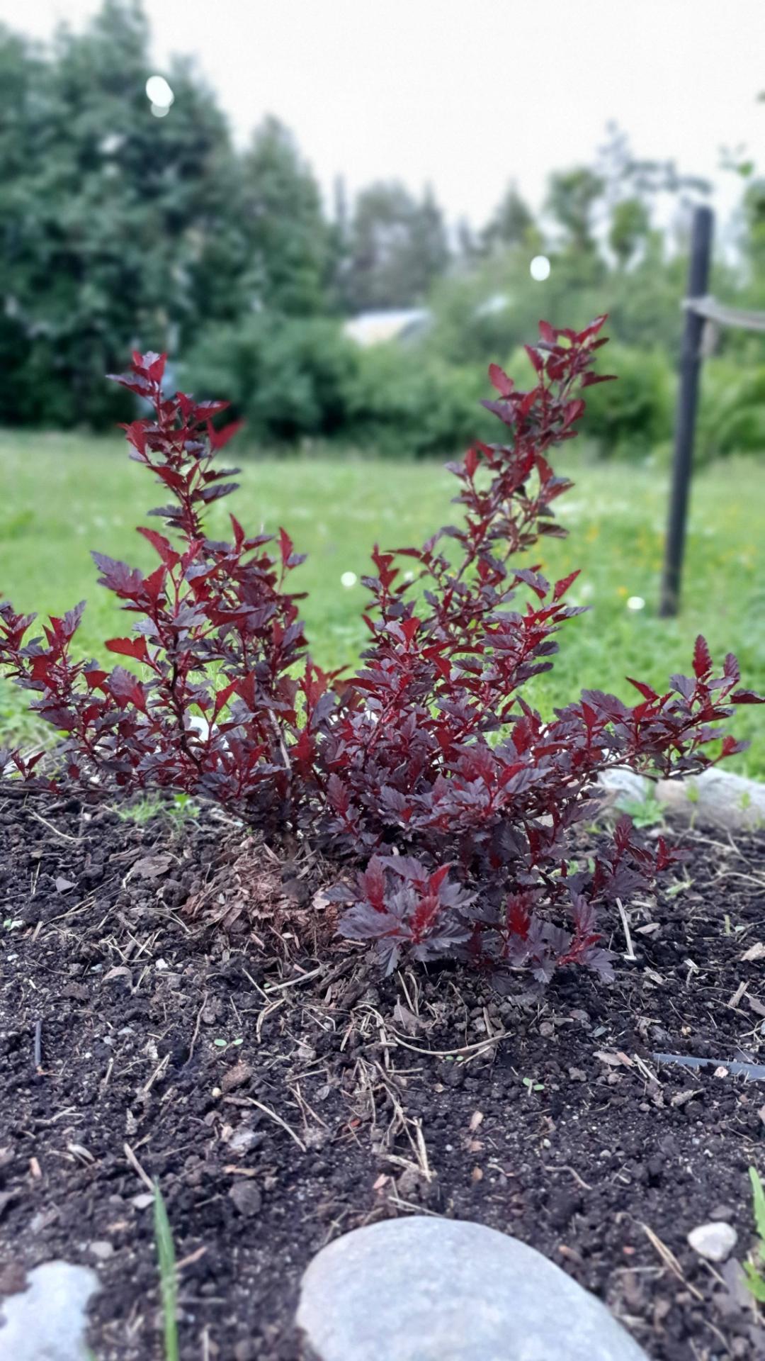 Wiklanders Trädgård