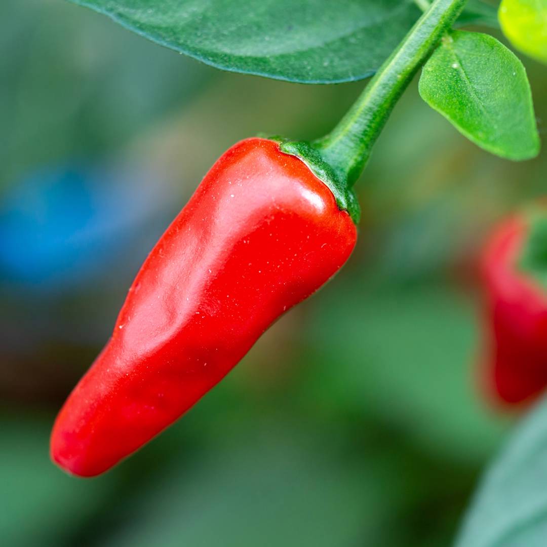 Chilipeppar Apache